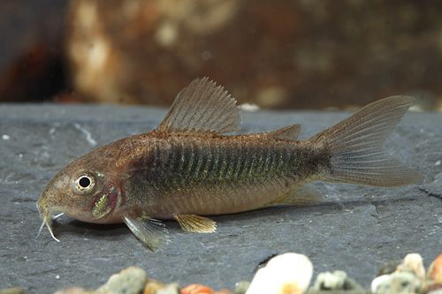 Asst Corydoras Reg