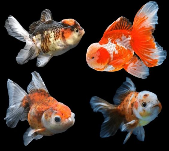 Asst Oranda Goldfish Reg