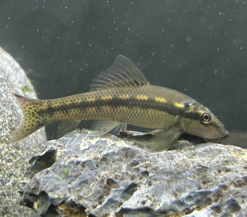Chinese Algae Eaters Reg