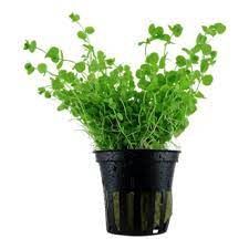 Dwarf Baby's Tears Potted Plant