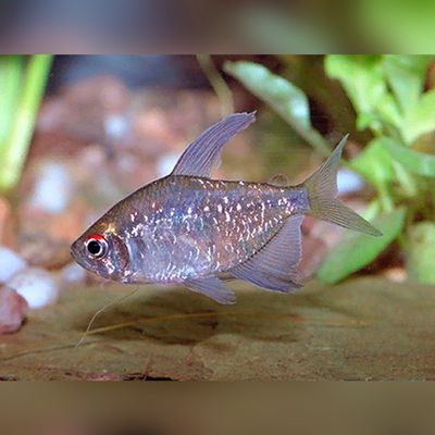 Diamond Tetra Reg
