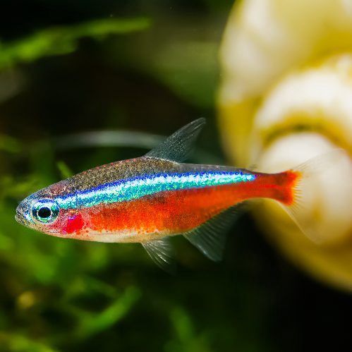 Neon Tetra Florida Lrg