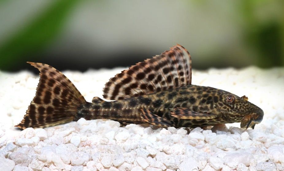 Plecostomus Med