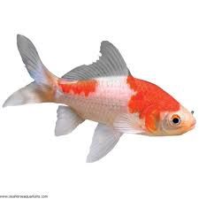 Sarassa Comet Goldfish Reg