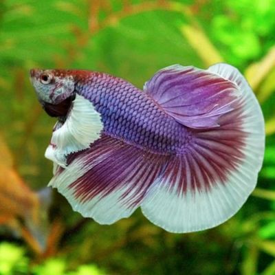 Halfmoon Betta Fish Male