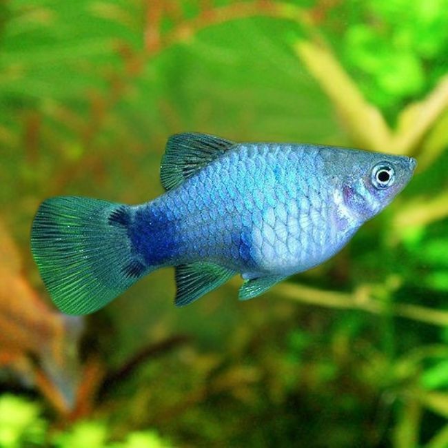 Blue Mickey Mouse Platies