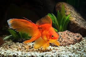 Red Fantail 2.5"
