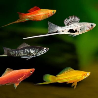 Assorted Swordtail Reg
