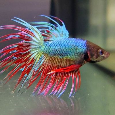 Crowntail Better Male Lrg