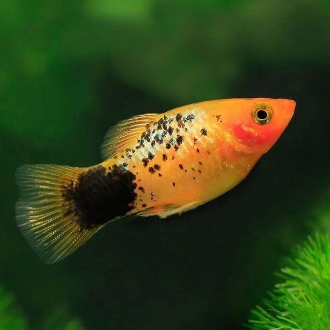 Assorted Platy Reg