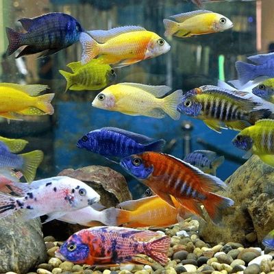 Assorted Aulonocara Peacock Cichlid Med