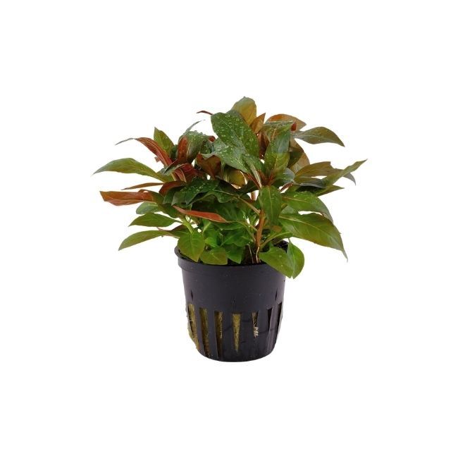 HydrOasis Ludwigia Dark Red Submerged Potted Reg