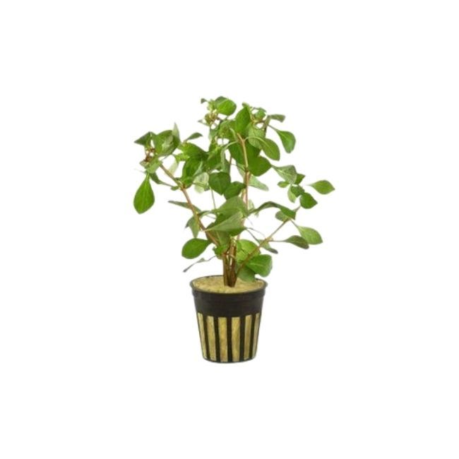 HydrOasis Ludwigia Ovalis Submerged Potted Reg