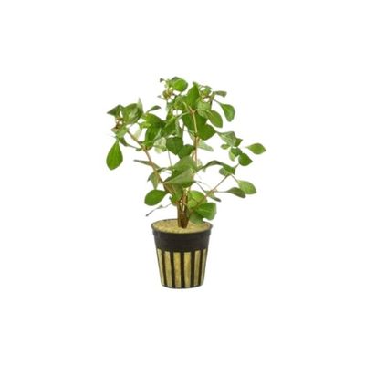 HydrOasis Ludwigia Ovalis Submerged Potted Reg