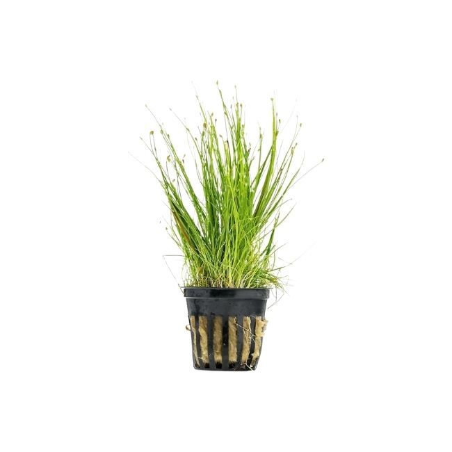 Dwarf Hairgrass Potted Reg