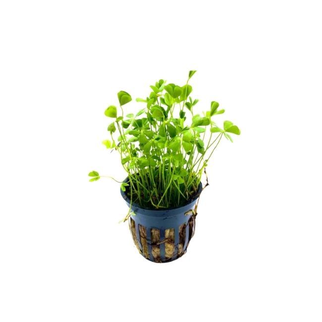 Four Leaf Clover Submersed Potted Reg