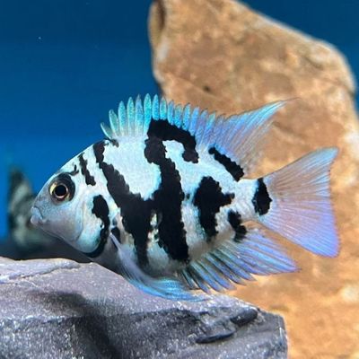 Polar Blue Parrot Convict Cichlid Reg