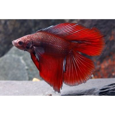 Twintail Halfmoon Betta Male