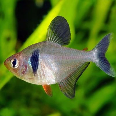 Black Phantom Tetra