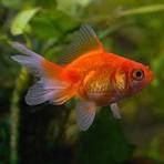Red Fantail Goldfish Reg