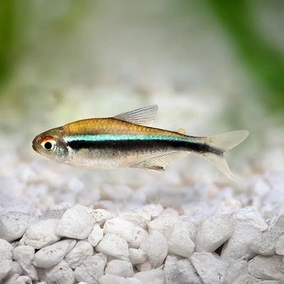 Black Neon Tetra Reg