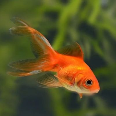 Red Fantail 3-4"