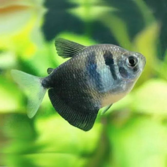 Black Tetra