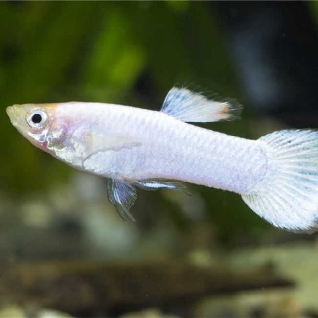 White Moscow Guppy