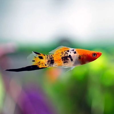 Tri Colour Swordtail