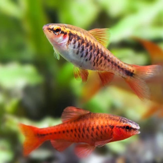 Cherry Barb
