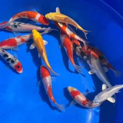 Assorted Koi 3-4"
