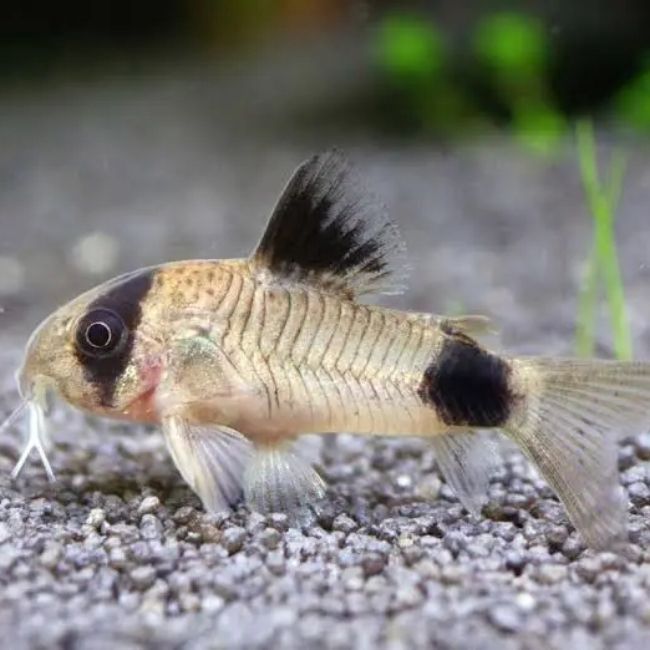 Panda Corydora