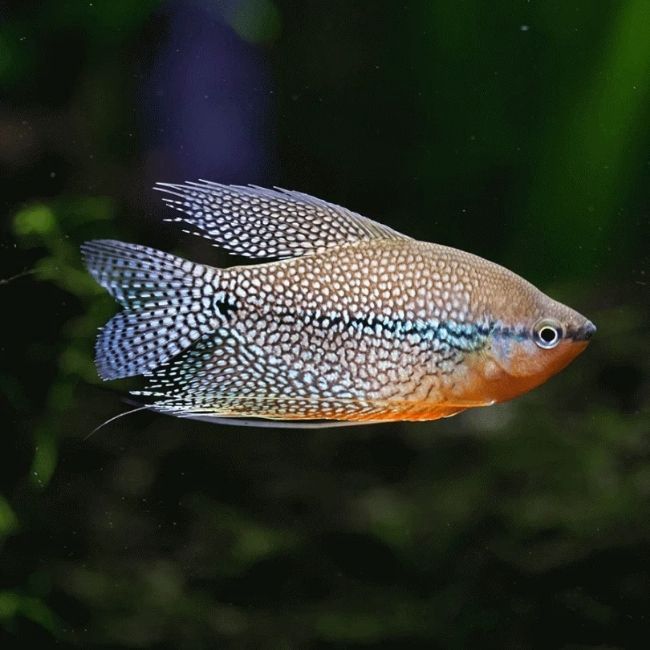 Pearl Gourami