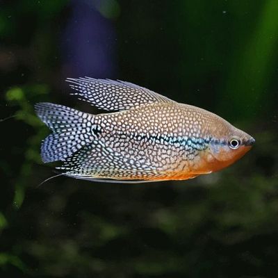 Pearl Gourami