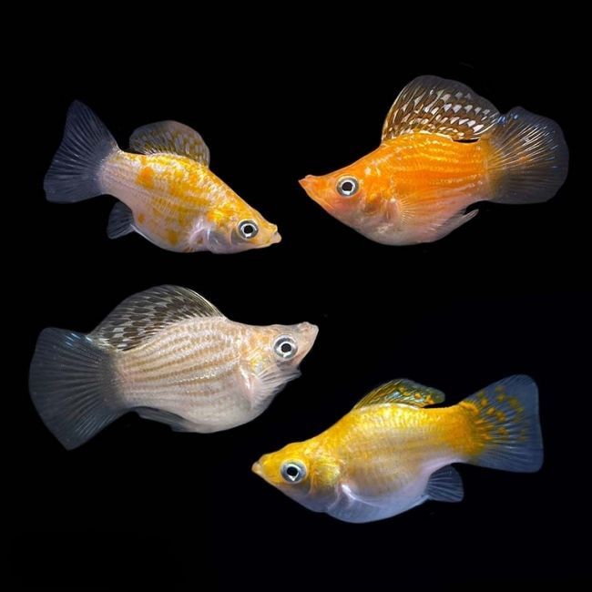 Asst Balloon Mollies