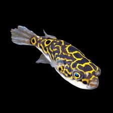 Figure Eight Puffer XL
