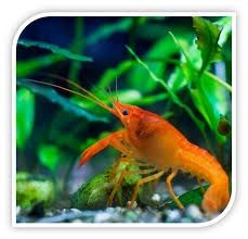Blicht Orange Crayfish