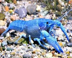 Light Blue Lobster
