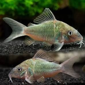 Aeneus Green Corydora XL
