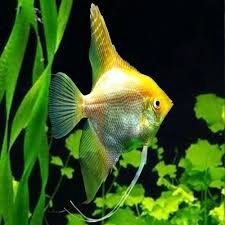 Golden Angel Fish Sm