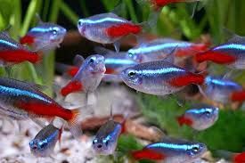 Neon tetra LG