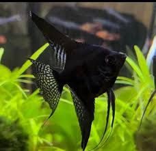 Black Angel Fish Sm