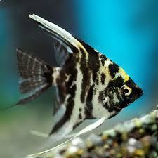 Marble Angel Fish Sm