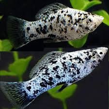 Dalmata Mollies LG
