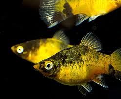 Bumblebee Platies