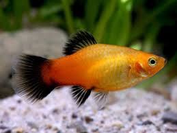 Golden Wagtail Platies