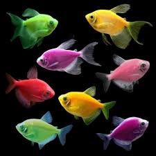 Tutti Frutti Tetra