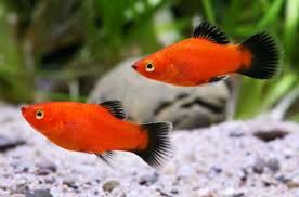 Red Wag Platies