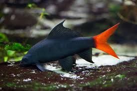 Redtail Black Shark 2 in