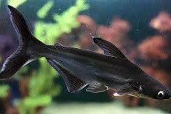Mystic Shark 2.5 in